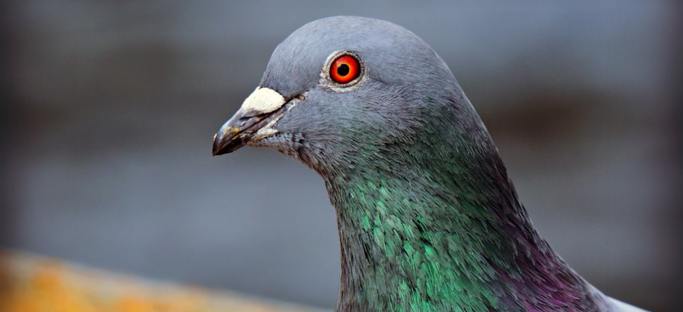 RÃ©sultat de recherche d'images pour "palmarÃ¨s Armando pigeons photo"