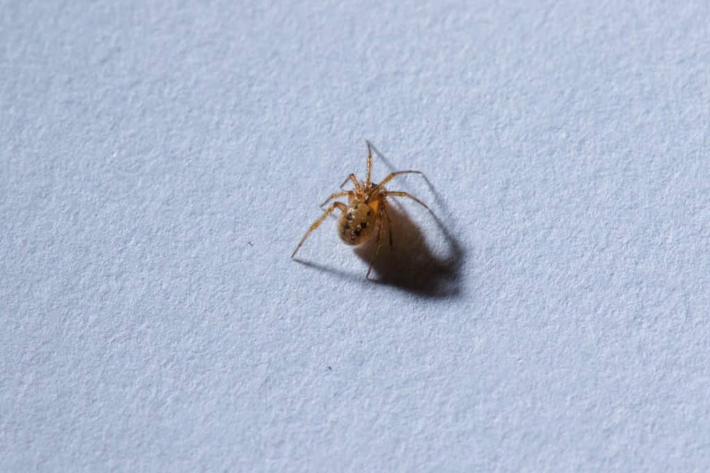 spider on the ground