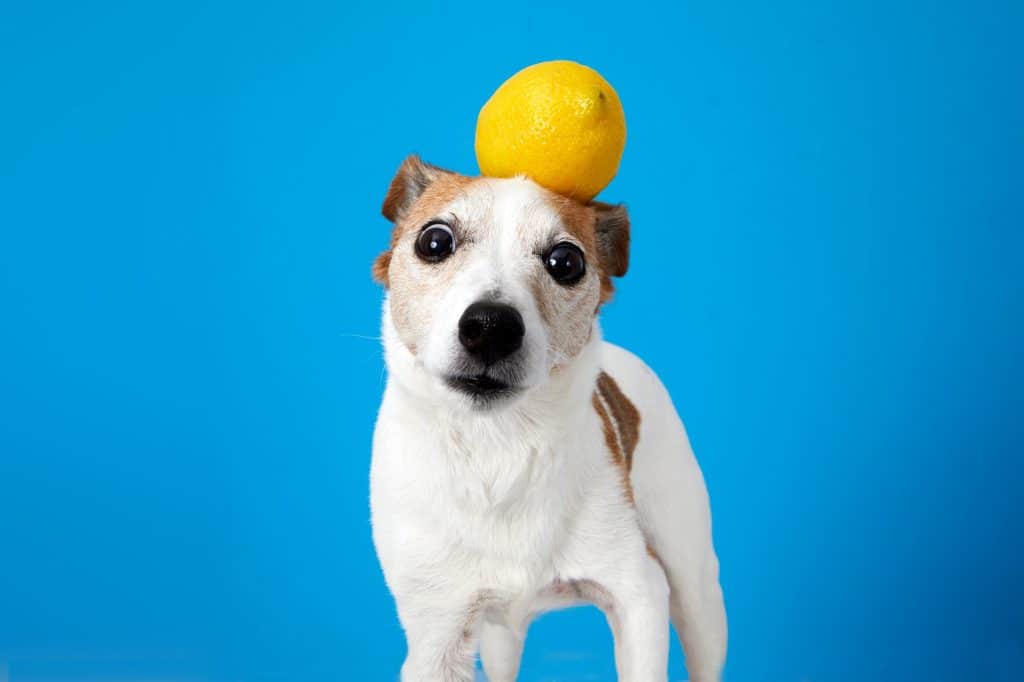 Crazy little dog with a lemon on his head