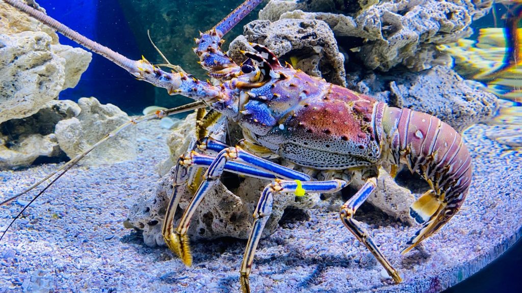 Giant lobster in giant tank