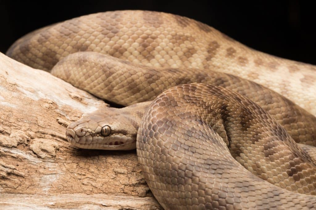 Snake
