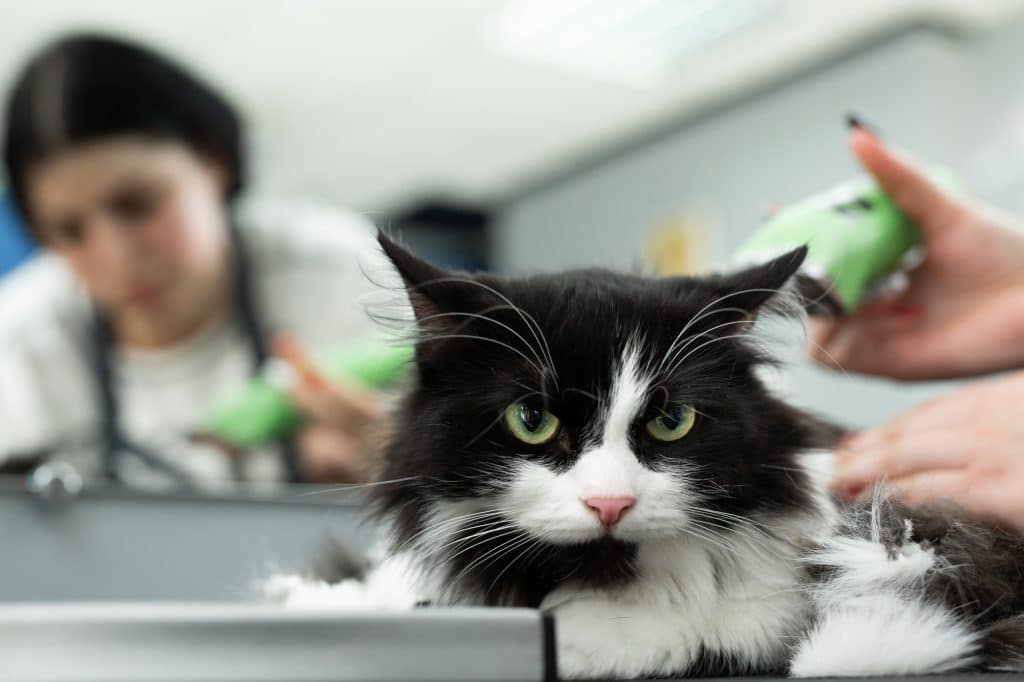 Cat grooming in pet beauty salon. Grooming master cuts and shaves a cat, cares for a cat.